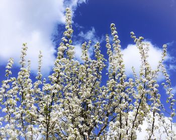 Low angle view of blooming tree against blue sky