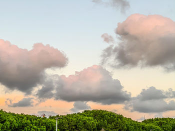 Panoramic view of trees against sky during sunset