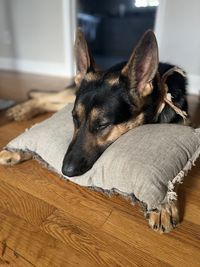 Portrait of dog sitting on floor at home