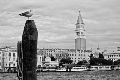 Birds perching on river in city