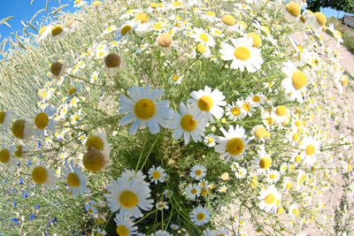 Close-up of fresh white daisy flowers in field