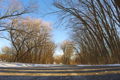 Trees on field against sky during winter