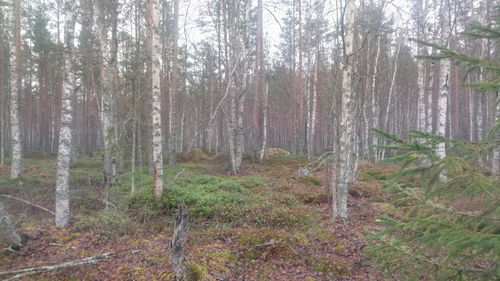 Pine trees in forest