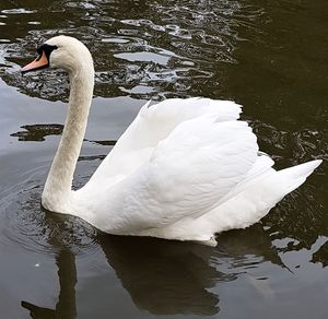 Close-up of swan swimming in lake