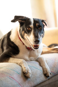 Portrait of dog relaxing on bed at home