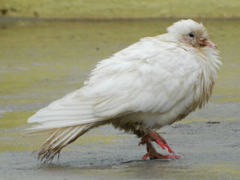 Close-up of bird walking on the beach