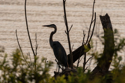 Bird perching on a lake