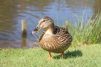 Close-up of mallard duck on lakeshore