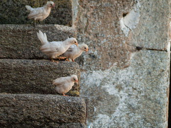 View of birds on wall