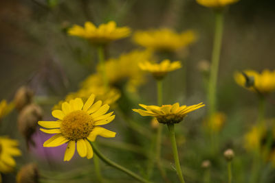 Close-up of yellow flowering plant on field