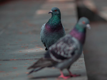 Close-up of pigeon perching