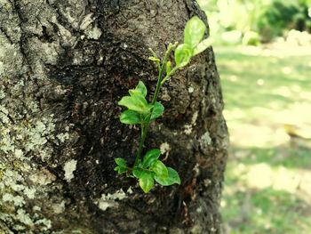 Close-up of small plant growing on tree trunk