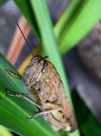Close-up of butterfly on leaf