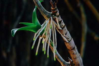 Close-up of flowering plant