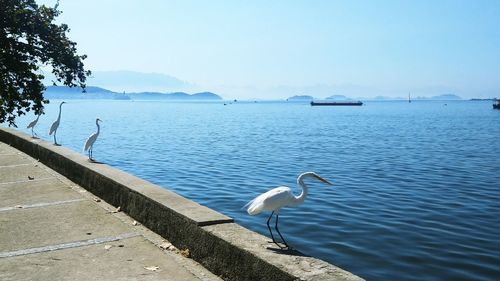 Seagulls on a lake