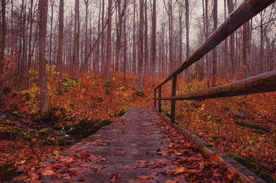 Footpath amidst trees in forest during autumn