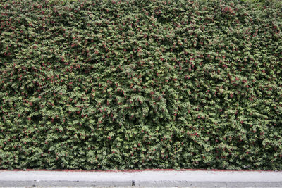 Ivy growing on wall