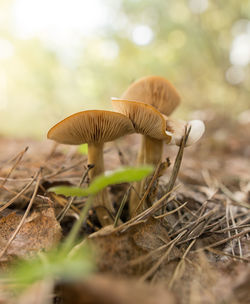 Close-up of mushroom growing on field