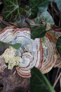 Close-up of snail on tree