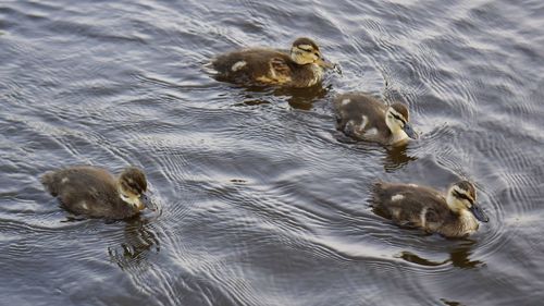 High angle view of duck swimming in lake