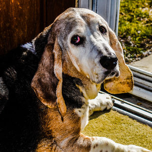 Close-up portrait of a dog looking away