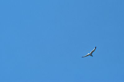 Low angle view of seagull flying in sky