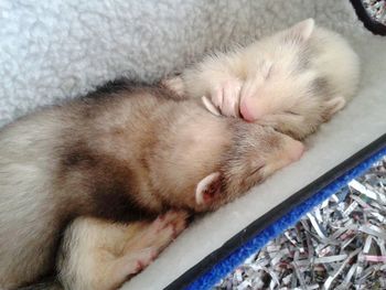 Close-up of cat sleeping