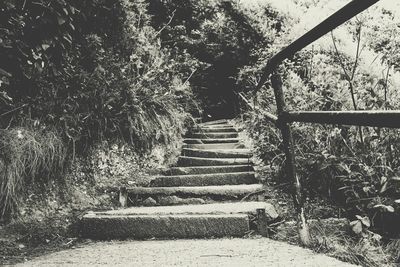 Narrow stairs along trees