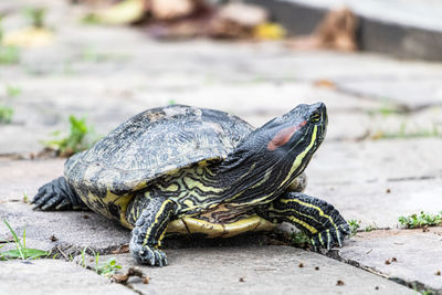 Close-up of turtle