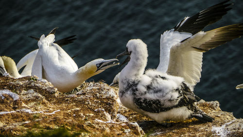 Close-up of birds perching at lakeshore