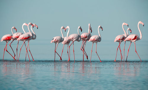 Birds in lake