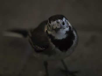 Close-up of bird