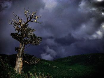 Tree on field against storm clouds