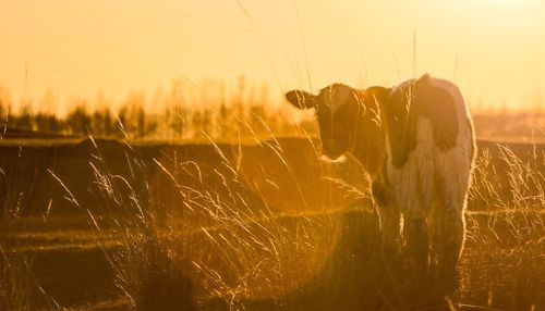 Horse on field against sky during sunset