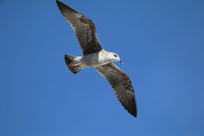 Low angle view of eagle flying against clear sky