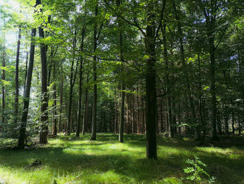 Trees in forest