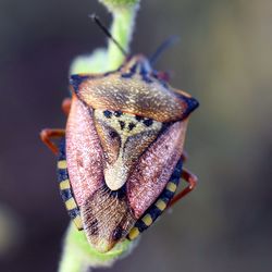 Close-up of butterfly on plant