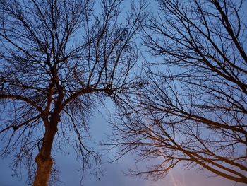 Low angle view of bare tree against sky