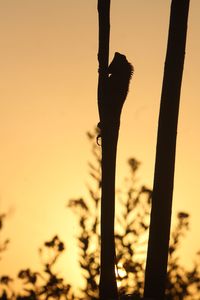 Close-up of silhouette plant on land against sky during sunset