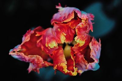 Close-up of wilted flower against black background