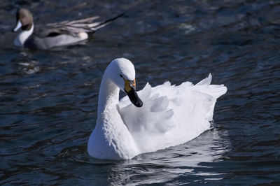 Swan swimming in lake