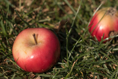 Close-up of red flower