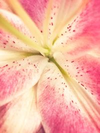 Full frame shot of pink slices