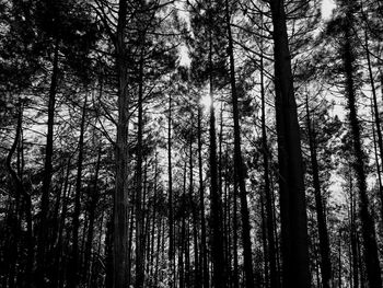 Silhouette trees in forest