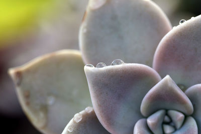 Close-up of baby