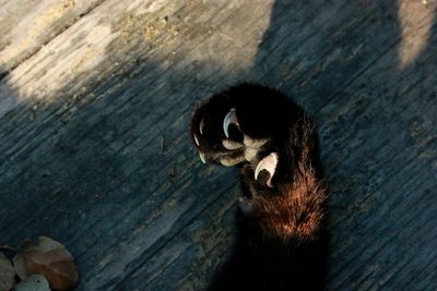 High angle view of a cat