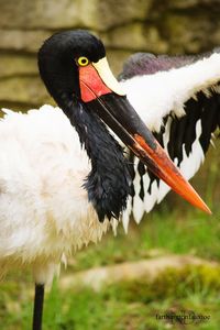 Close-up of saddle billed stork on field