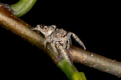 Close-up of lizard on branch against black background