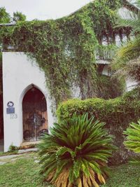 Plants in front of historic building