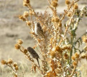 Close-up of wilted flowering plant
